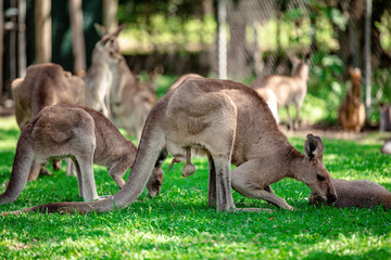 Naklejka na ściany i meble Kangaroos and wallabies at the santuary, Queensland, Australia