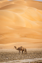 camel standing in Liwa desert Abu Dhabi