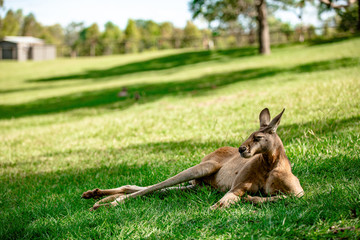 Kangaroos and wallabies at the santuary, Queensland, Australia