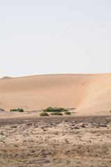 beautiful clean sand dunes at Liwa desert, Liwa desert, Moreeb dunes Liwa, Liwa motor festival, empty quarter