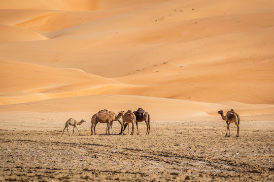 camel standing in Liwa desert Abu Dhabi
