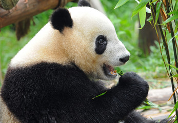 Cute giant panda bear eating bamboo