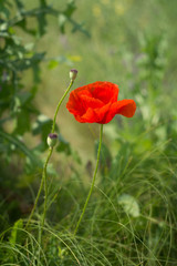 red poppy in the field