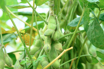 枝豆畑 クローズアップ