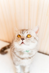 a beautiful British cat with yellow eyes looks forward, directly into the camera, a cat on a neutral backgroun