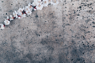 twigs with white flowers on a concrete background. spring background