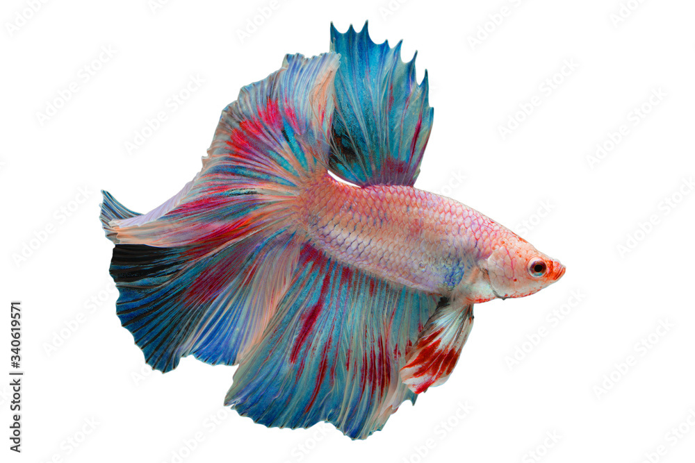 Wall mural Rhythmic of Betta fish,Siamese fighting fish, Betta splendens Pla-kad Thai, popular aquarium fish.Big ears dumbo Red and white half moon long tail Betta Fighting on White background with clipping path