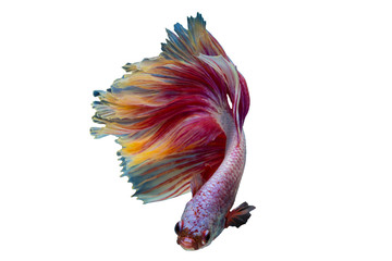 Obraz premium Rhythmic of Betta fish,Siamese fighting fish, Betta splendens Pla-kad Thai, popular aquarium fish.Big ears dumbo Red and white half moon long tail Betta Fighting on White background with clipping path