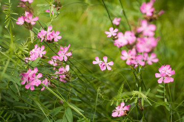 pink wild flowers in the meadow