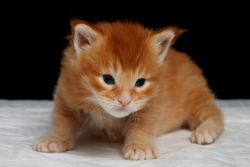 Maine Coon kitten 2.5 weeks. Adorable baby on a black background and a white diaper. The ginger cat boy has large tassels. Cat color red ticked tabby D25