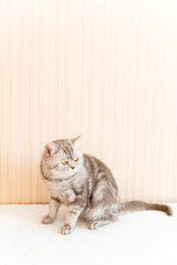 a beautiful British cat with yellow eyes looks forward, directly into the camera, a cat on a neutral backgroun