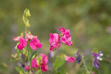 Fototapeta na wymiar wild flowers in the meadow