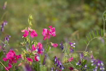 wild flowers in the meadow