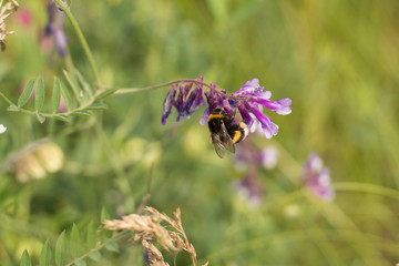 bumblebee on a wild flower on meadow