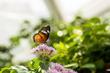 butterfly on flower