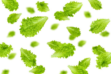 Falling Salad leaves, lettuce, isolated on white background, selective focus