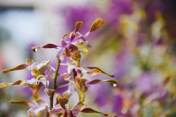pink magnolia flowers