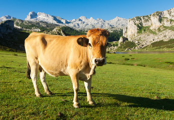 Asturian Mountain cattle cow sits on the lawn in a national park
