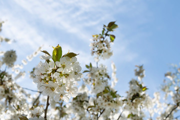 border of cherry blossom tree with blue sky as background