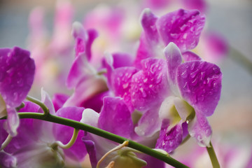Fototapeta na wymiar close up of violet flower