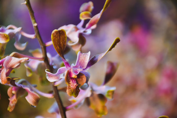 pink magnolia flowers