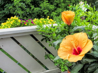 gelbe hibiskusblüte mit wassertropfen auf einem balkon © ArTo