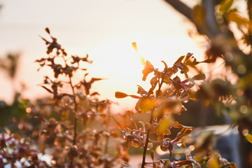 autumn leaves in the morning sun
