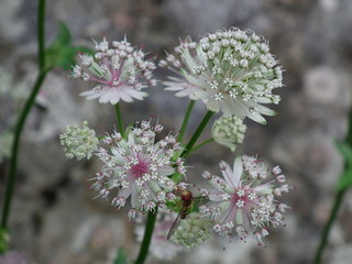 Große Sterndolde zeigt ihre Blütenpracht
