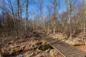 boardwalk through leafless birch trees in a moorland forest in the municipality Ovelgönne, district Wesermarsch, Germany on a sunny day with blue sky in early spring