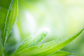 Closeup tropical green leaf textured on blurred background. Nature background for banner and cover page concept.