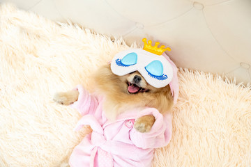 happy pomeranian spitz dog in a sleep mask and in a bathrobe resting in bed