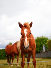 Caballo de Frente