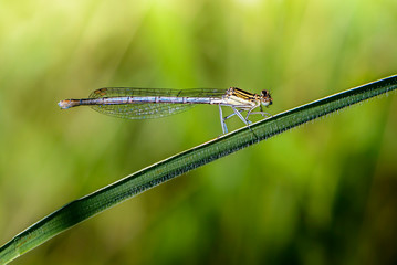 Thin blue dragonfly sits on a leaf of grass