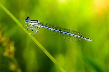 Thin blue dragonfly sits on a leaf of grass