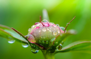 Peony bud with dew drops on it in early morning