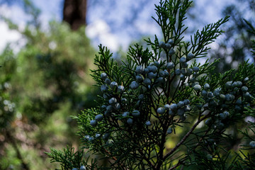 blue berrys on the branch