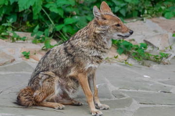 Golden Jackal (canis aureus), sitting on rocky surface