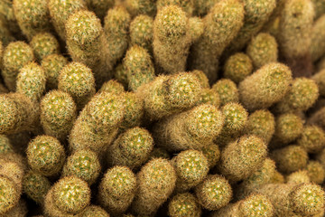 Taken at Kew Gardens, London