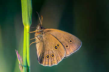 Fototapeta premium Brown butterfly with spots on wings sits on stem of grass