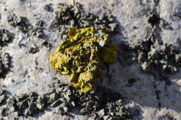 lichen on tree bark