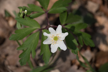 windflower blooming in spring sun thimbleweed smell fox European wood anemone Anemone nemorosa