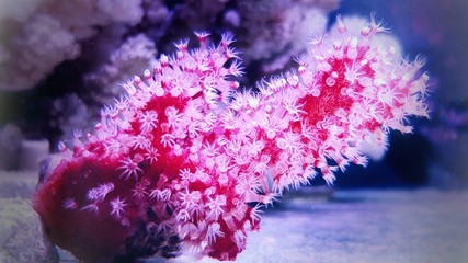 Macro polyps of Red Chili Coral - Alcyonium palmatus