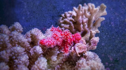 Red Chili Coral - Alcyonium palmatus