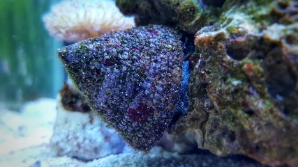 Close up image of saltwater snail invertebrate sea creature