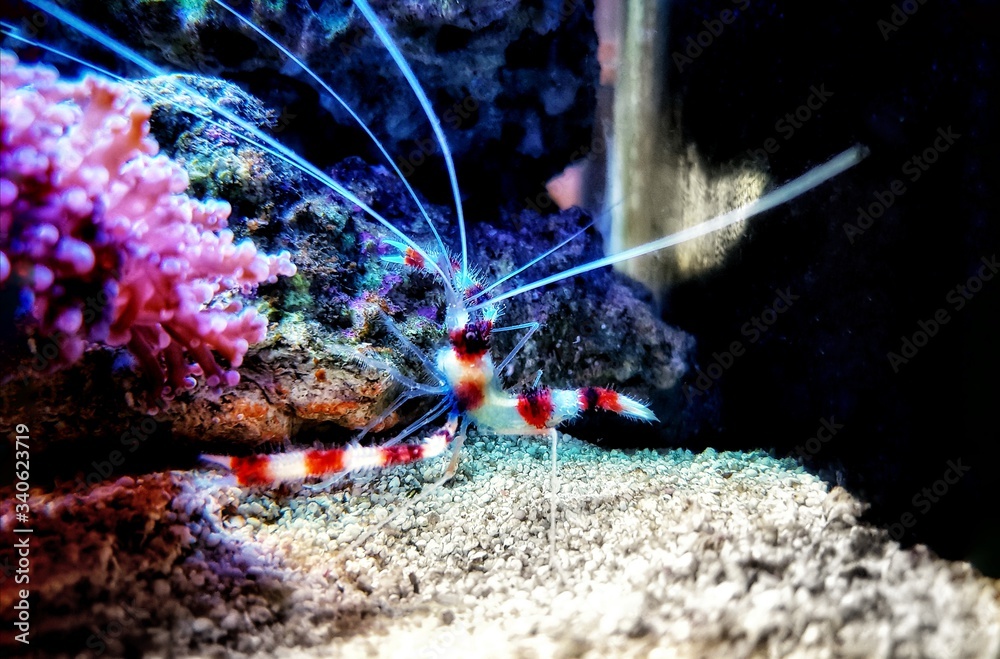 Wall mural Boxer banded coral shrimp - Stenopus hispidus