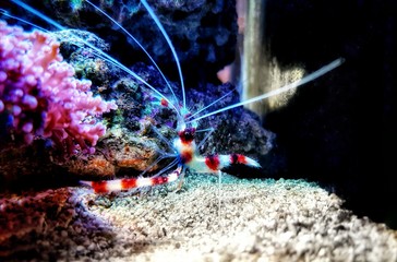 Obraz na płótnie Canvas Boxer banded coral shrimp - Stenopus hispidus
