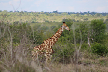 Giraffe in Savanna