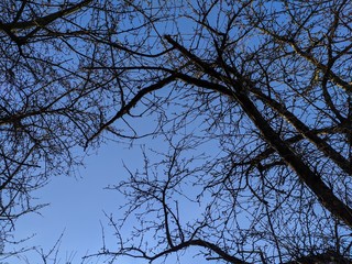 Tree branches against blue sky