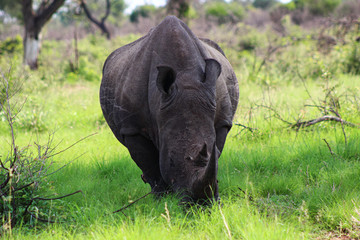 Obraz premium White Rhino