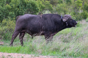 Naklejka na ściany i meble South African Buffalo
